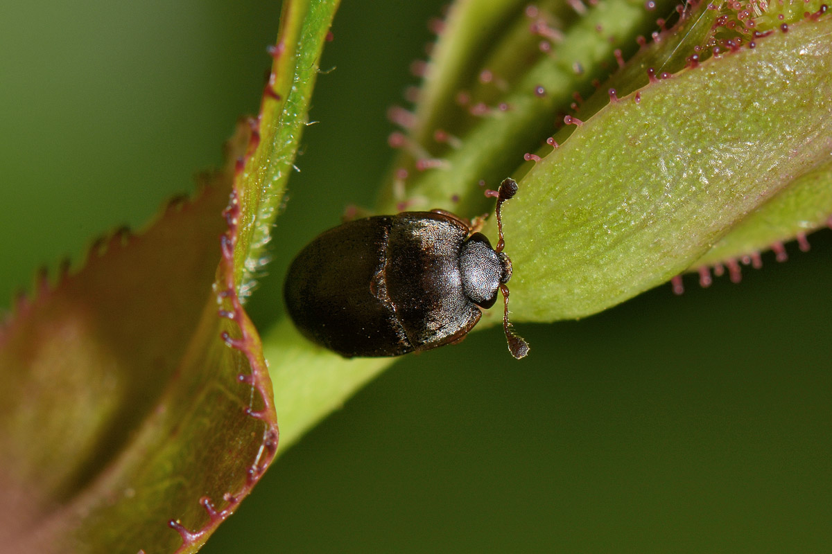 Nitidulidae: Meligethes sp.?  S, Meligethes cfr. flavimanus